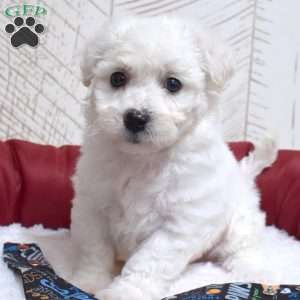 Mittens, Bichon Frise Puppy